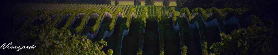 Vineyards